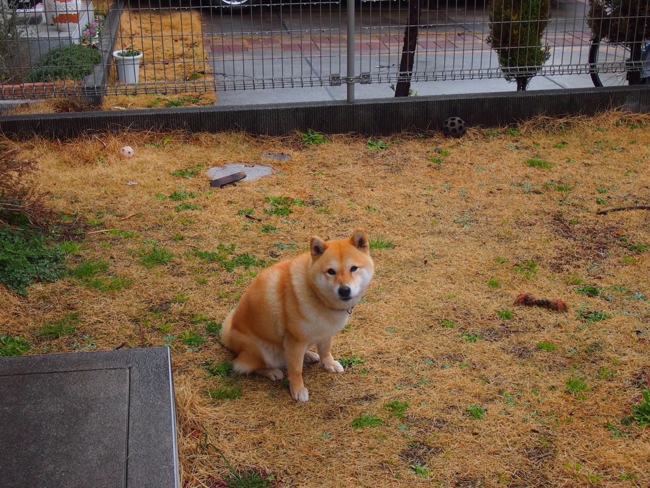 跨界传奇！许昕领衔奥地利队3-0完胜波兰，展现乒乓外交新篇章