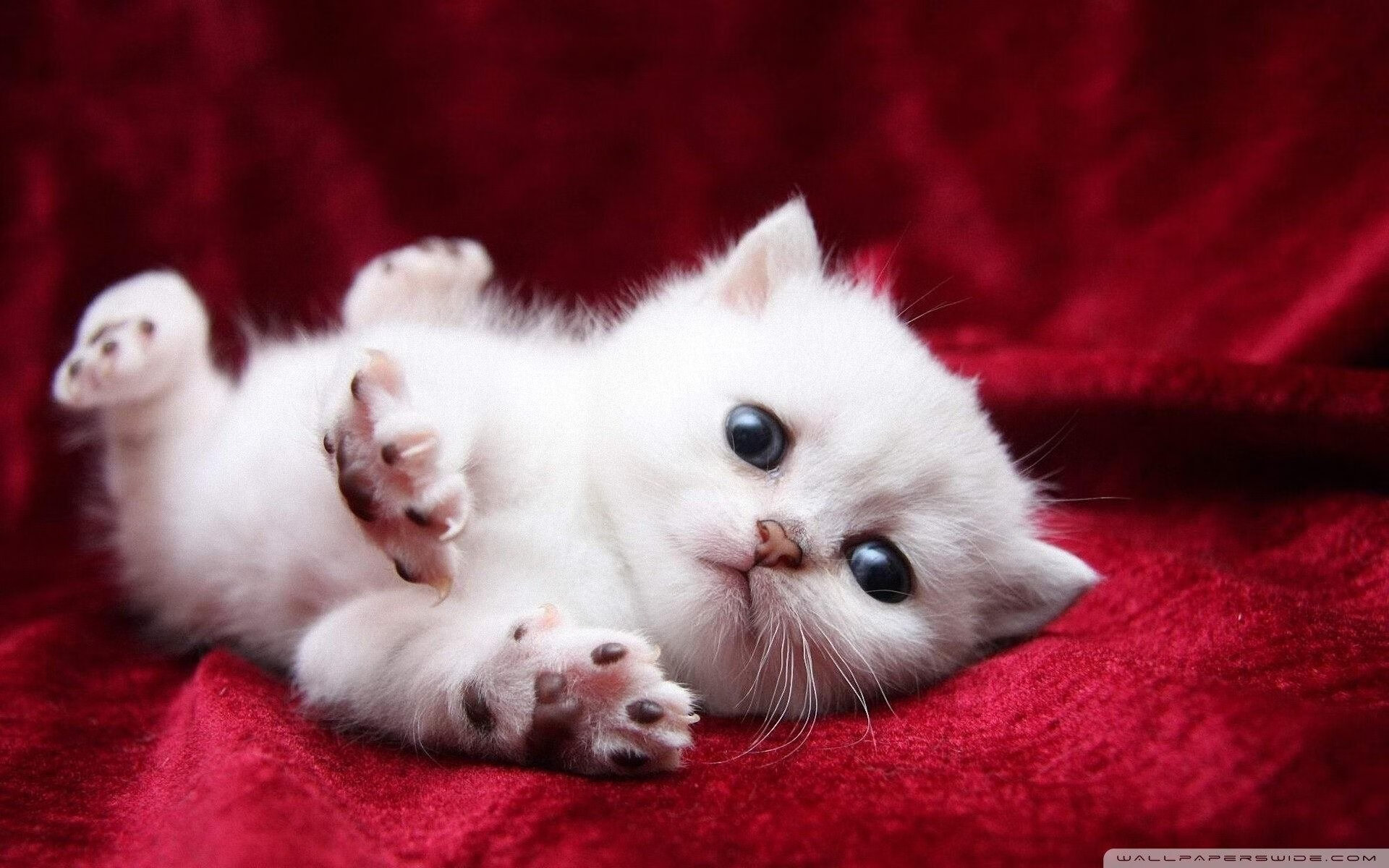 爱游戏tv-新加坡狂飙，周冠宇一人扛起索伯，奇迹之夜逆转阿斯顿马丁