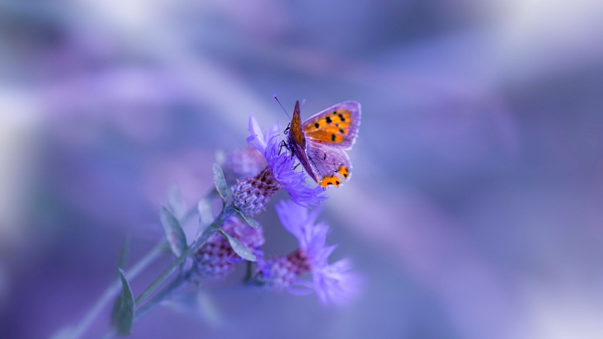 单节33分屠杀!步行者关键先生班凯罗推翻快船航母