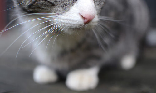 小个子弑杀巨人!福克斯关键刺穿骑士防线,黄蜂迎来蜕变之战