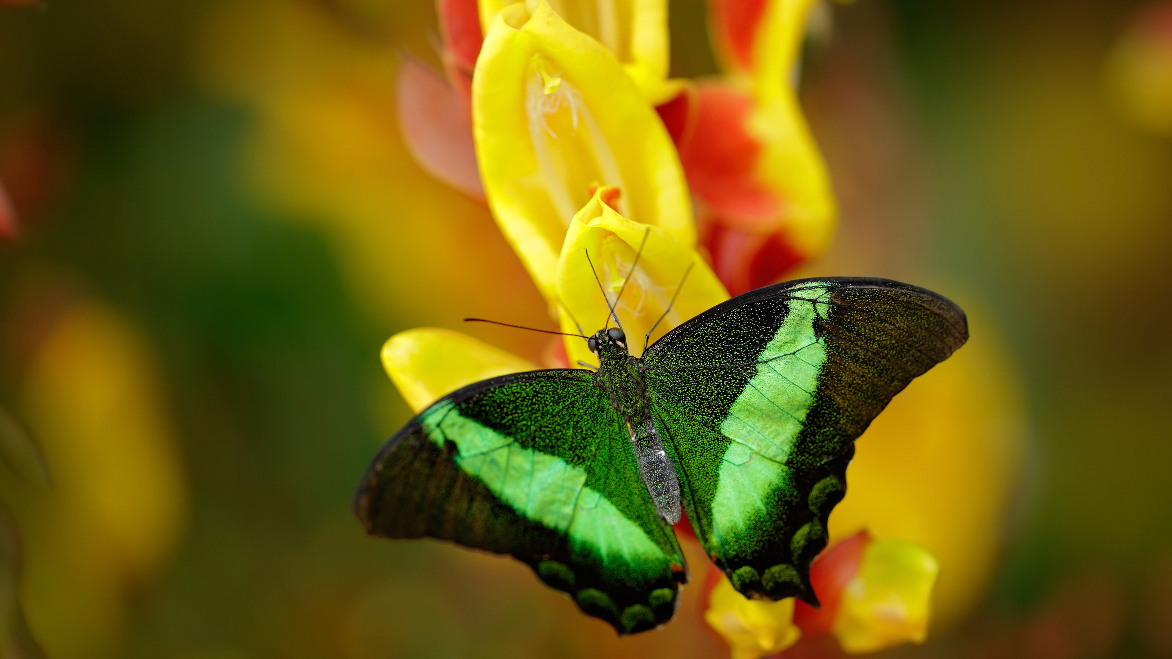 钢铁洪流下的孤岛,当禁飞区在字母哥面前沦为传说活塞对阵开拓者一役,映照现代篮球最极致的攻防矛盾与英雄主义