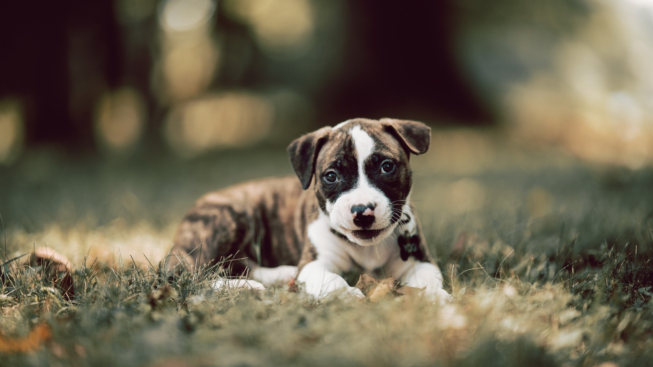 双重征服,从足球圣殿到城市峡谷,当阿克与阿根廷同时完成统治