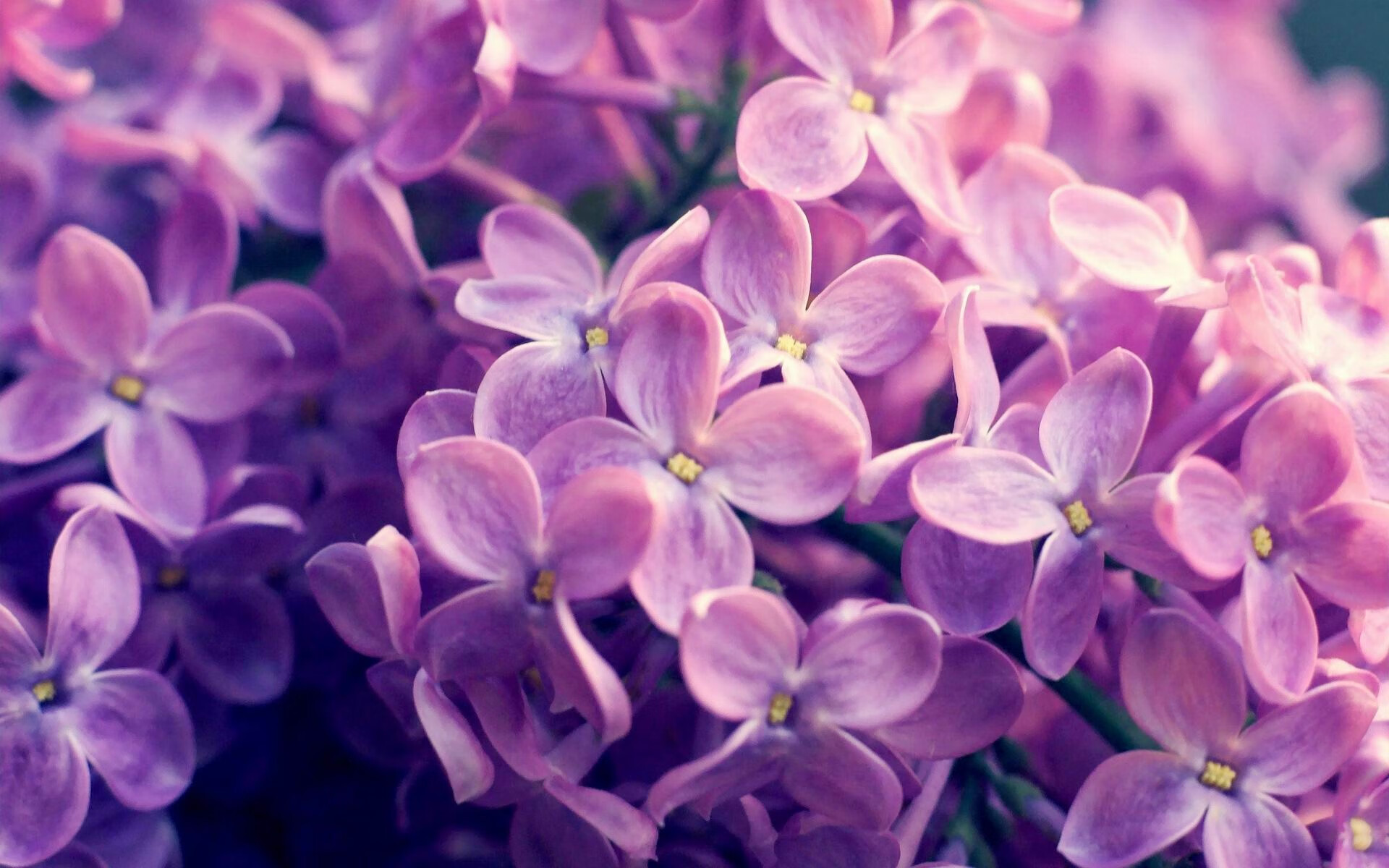 切特式奇迹，当大场面先生掀翻绿色巨无霸