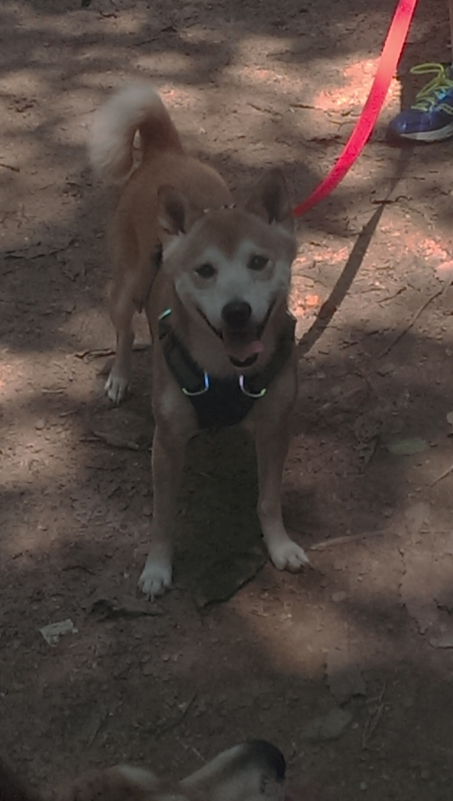 跨界王者，英格拉姆的双重生死时刻