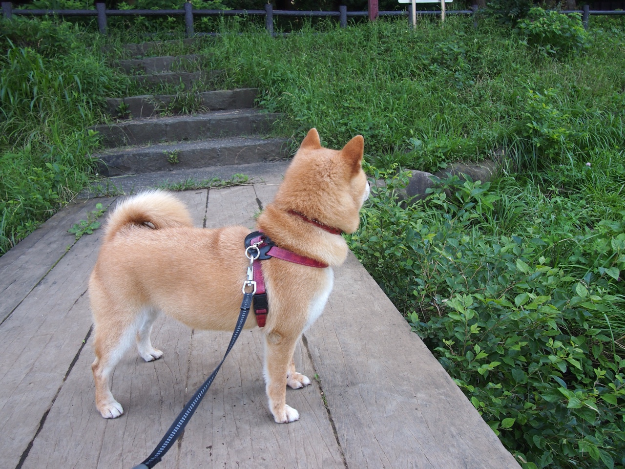 铁蹄踏碎铁桶阵,当马丁内利的冠军级表演,碾过韩国人的钢铁防线