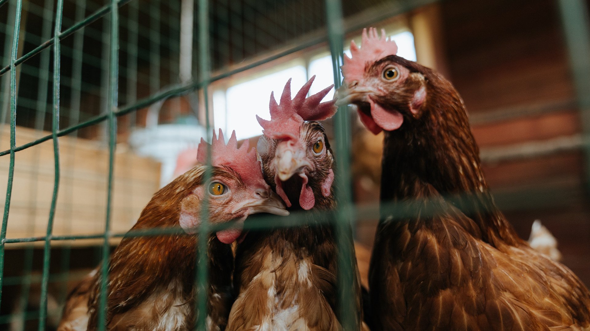 教科书级表现难救主,切特31+10惊艳,独行侠团队终结雷霆