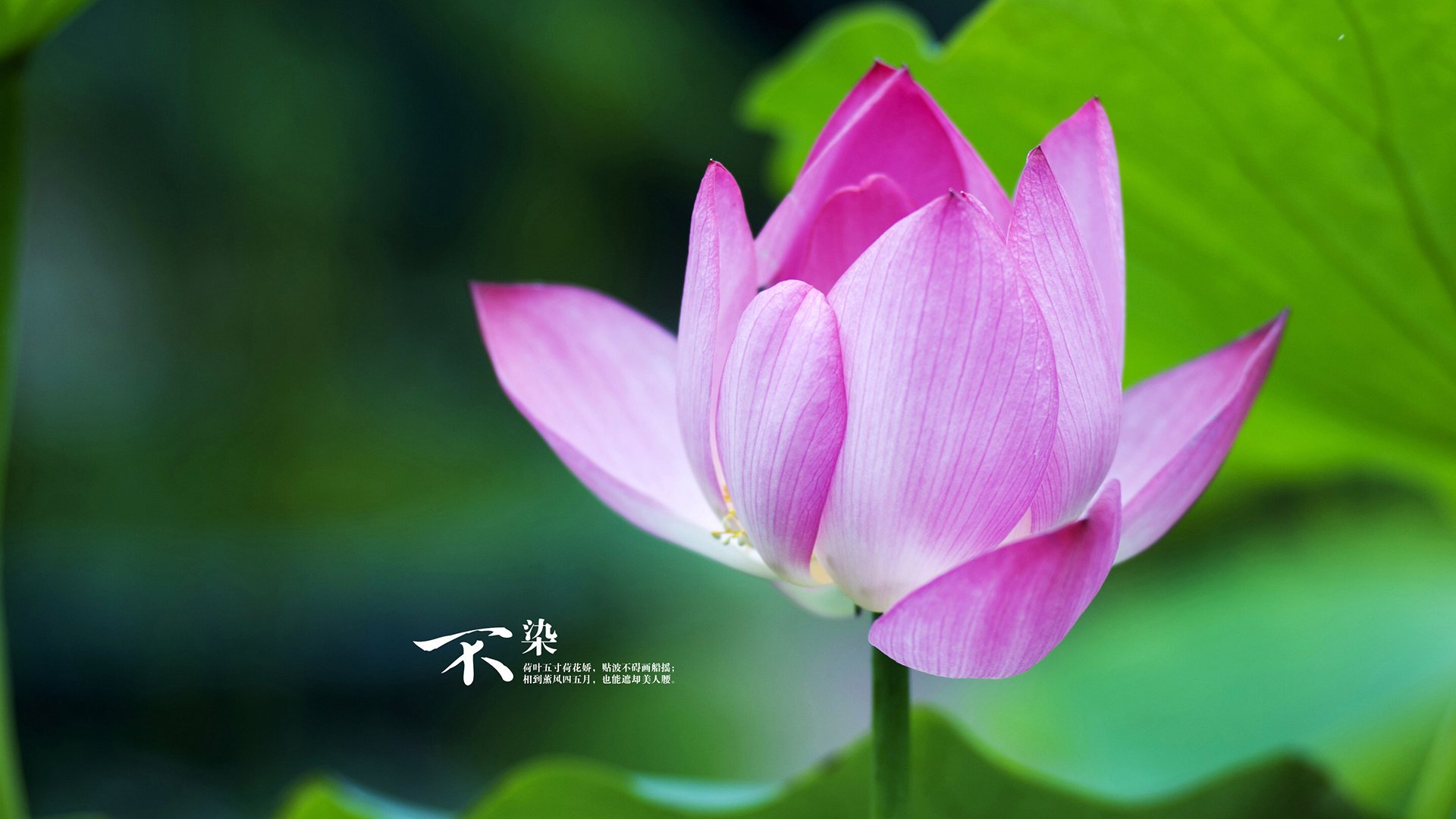 蓝桥新王,卢卡库牙买加血脉点燃逆转之火