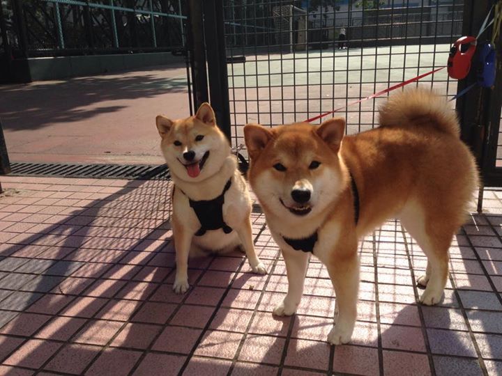 鹈鹕风暴提前终结悬念,戈贝尔铸就防守深渊让对手窒息