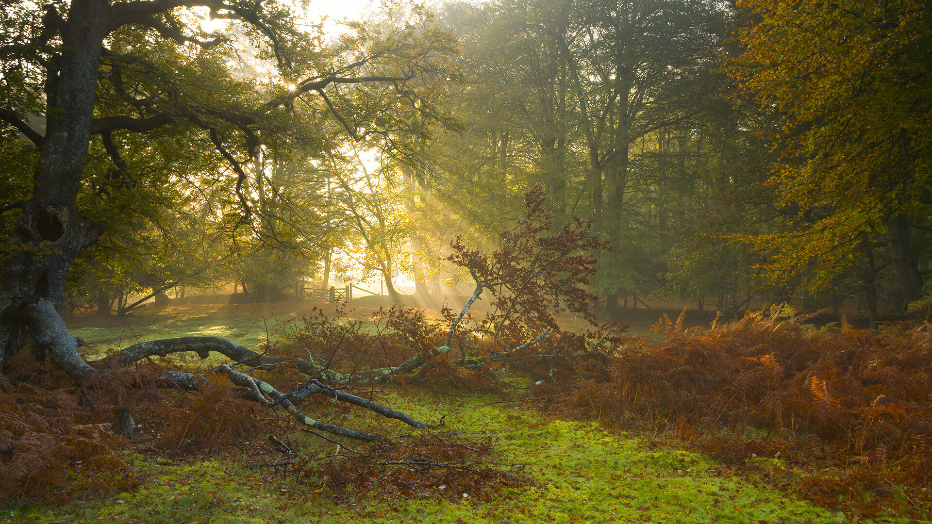 年度焦点之战，独行侠狂飙突进，篮网溃败中的星光黯淡