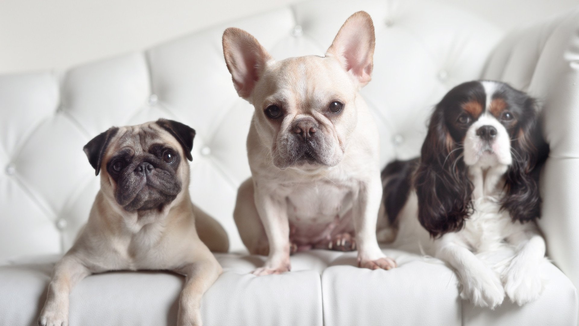 库里关键三分助老鹰淘汰公牛,挺进总决赛