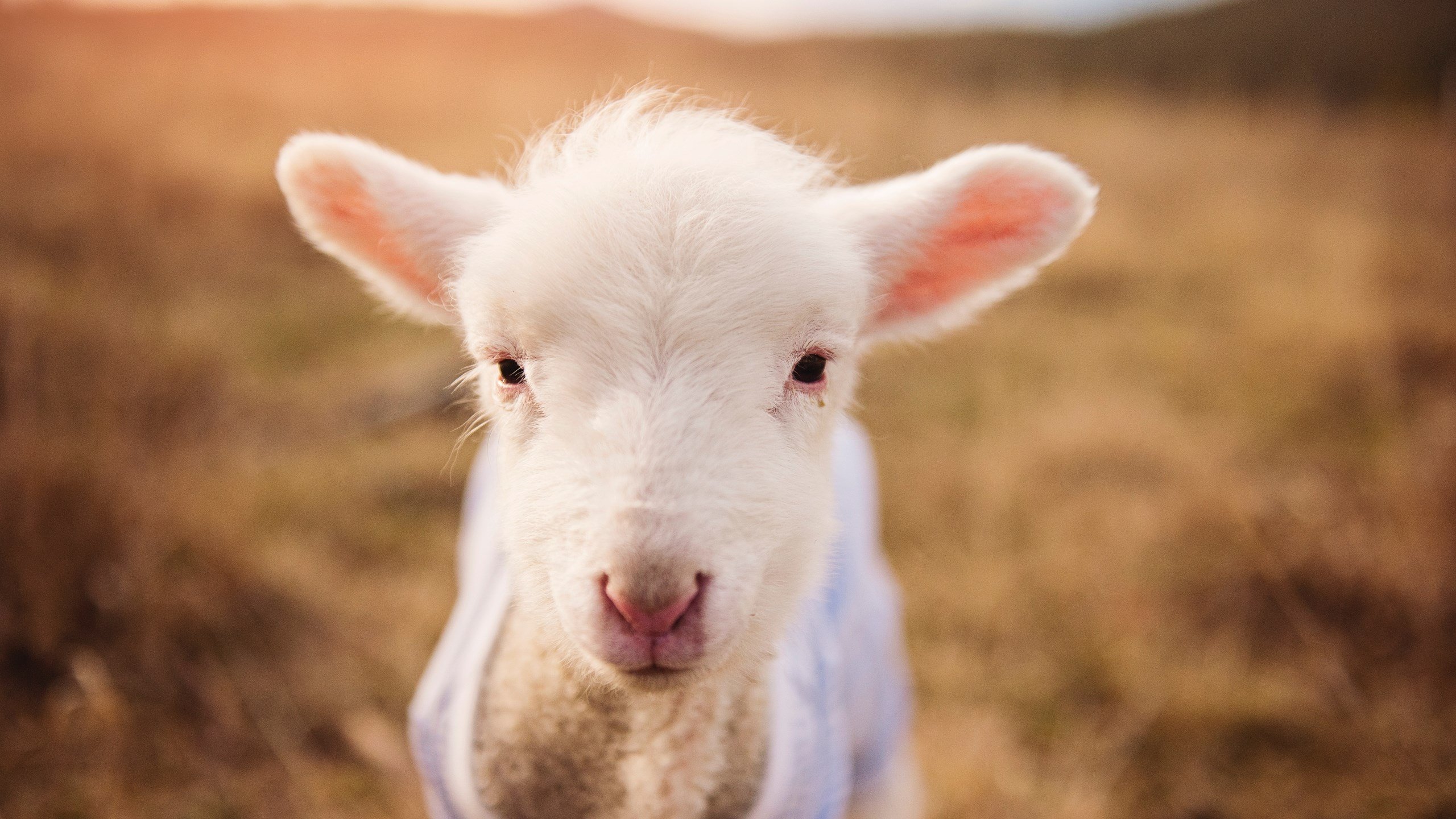 跨界慈善夜，唯一对决，凤凰城太阳借将哈利伯顿，力克广东宏远