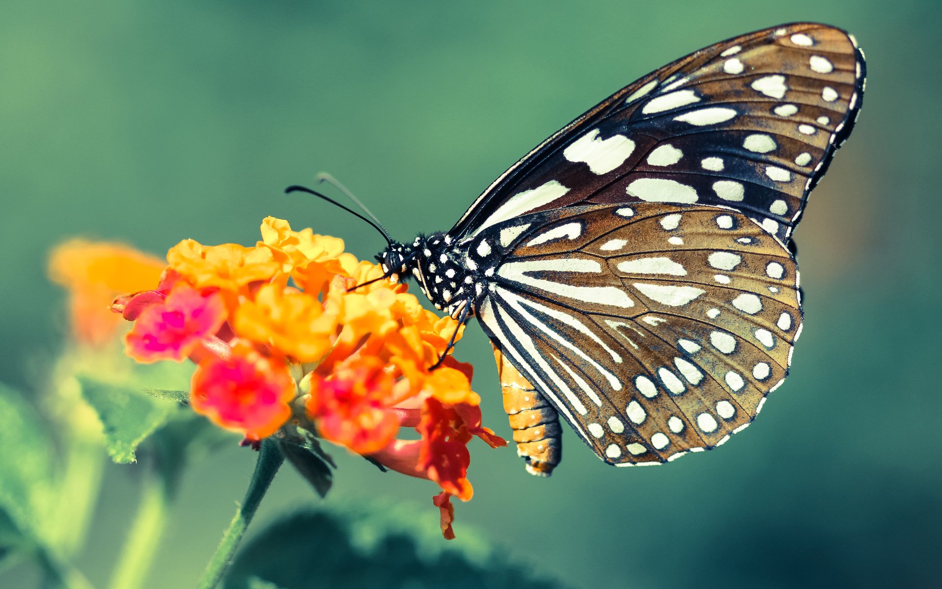 爱游戏下载-引子，当战术板上的名字成为制胜符号