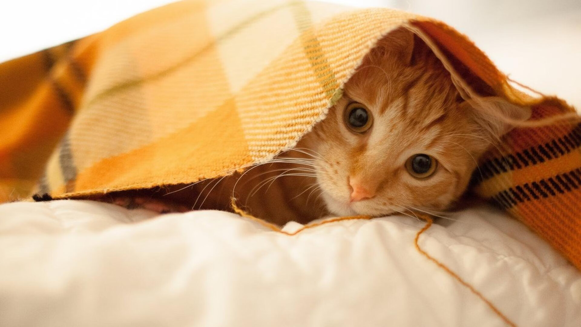 极速对决,街道赛道上的缠斗与篮球场的压制战