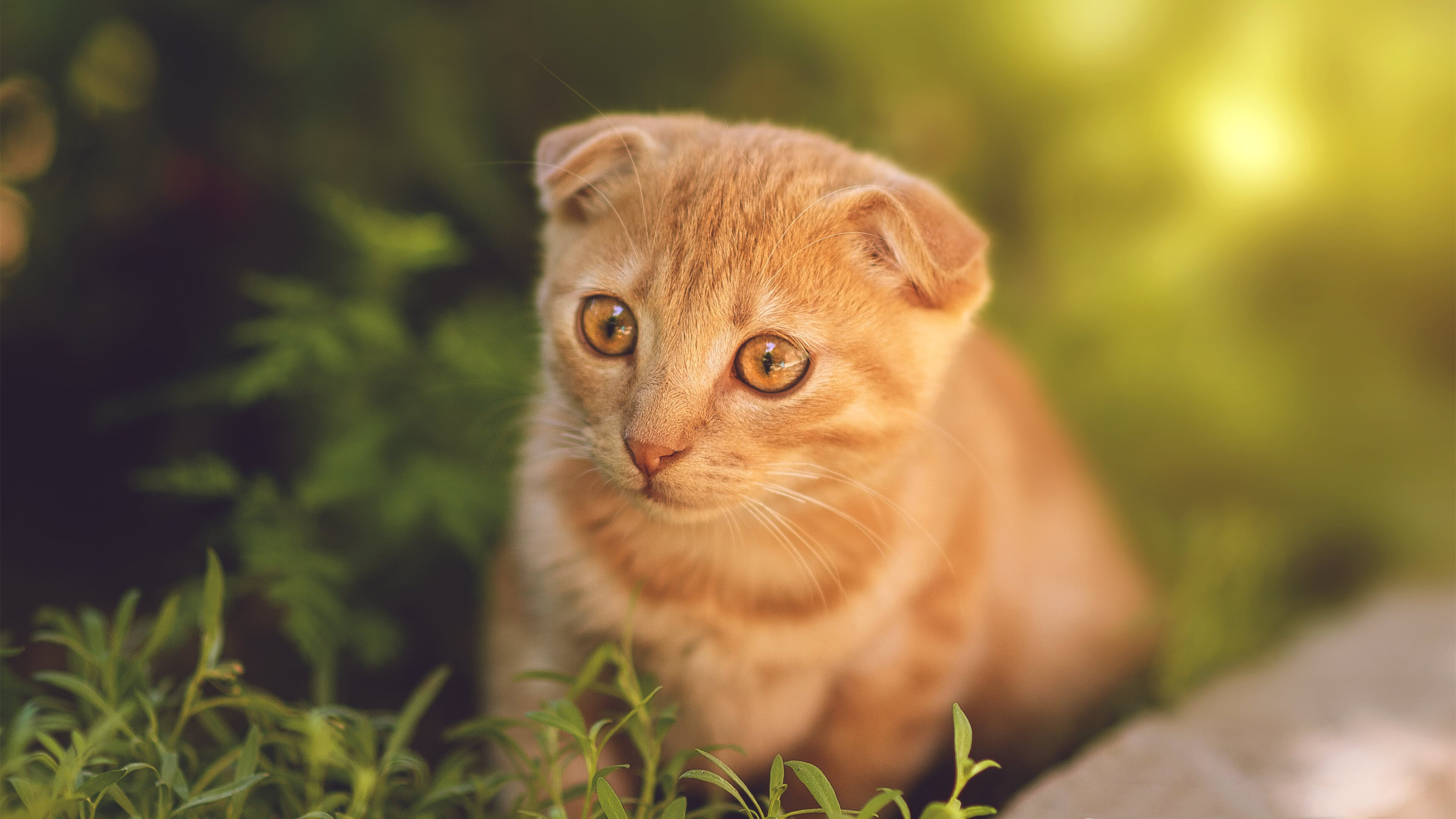 铁血狂飙!布克单骑撕碎钢铁防线,火箭登顶之战摧毁山西长城