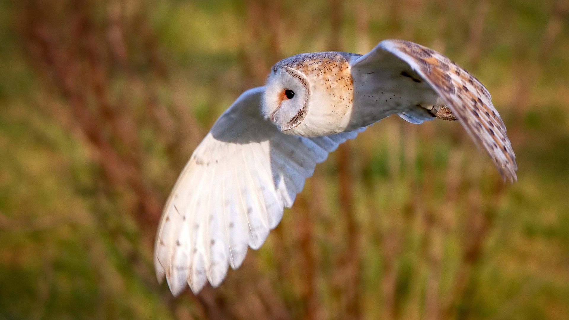 赛场奇谭，当老鹰翱翔足球绿茵，篮球基因完成逆天改命